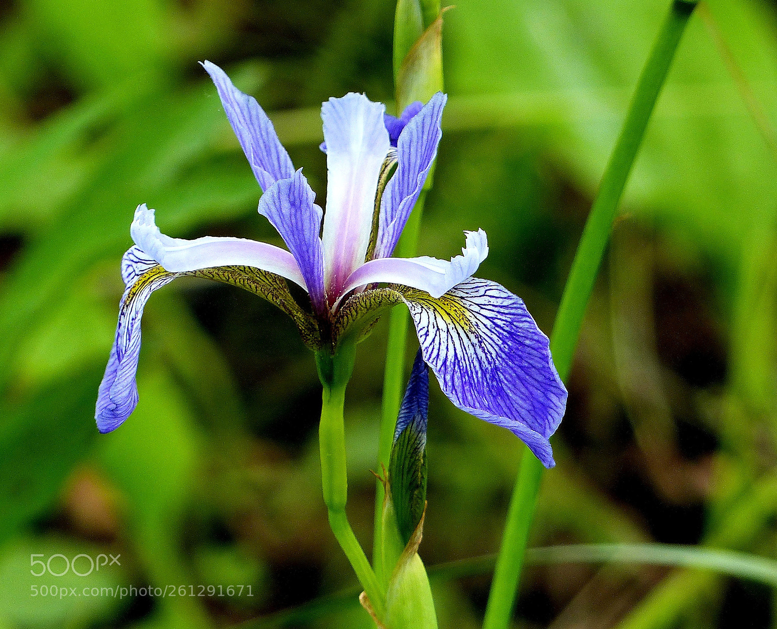 Panasonic Lumix DMC-FZ200 sample photo. Iris photography