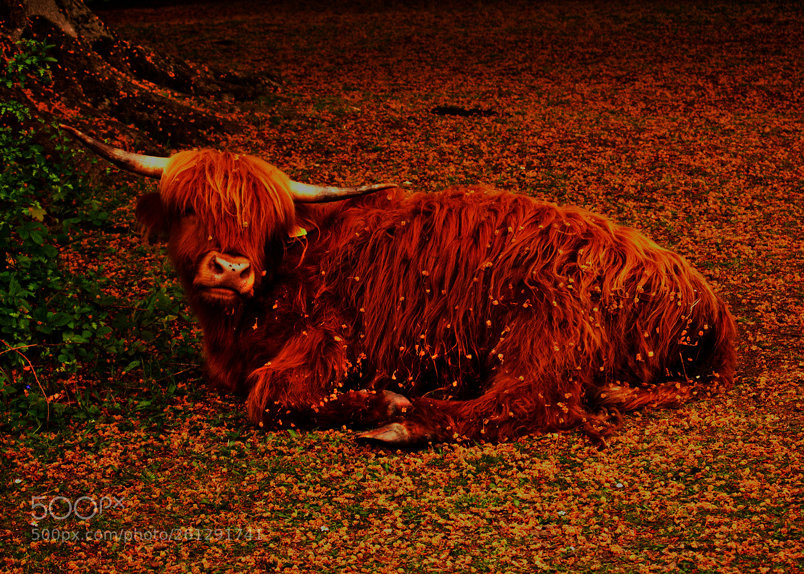 Nikon D3400 sample photo. Sad cow photography