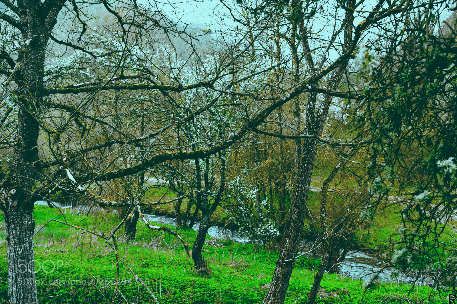 Nikon D3300 sample photo. Spring in dobrovnica, kriva photography