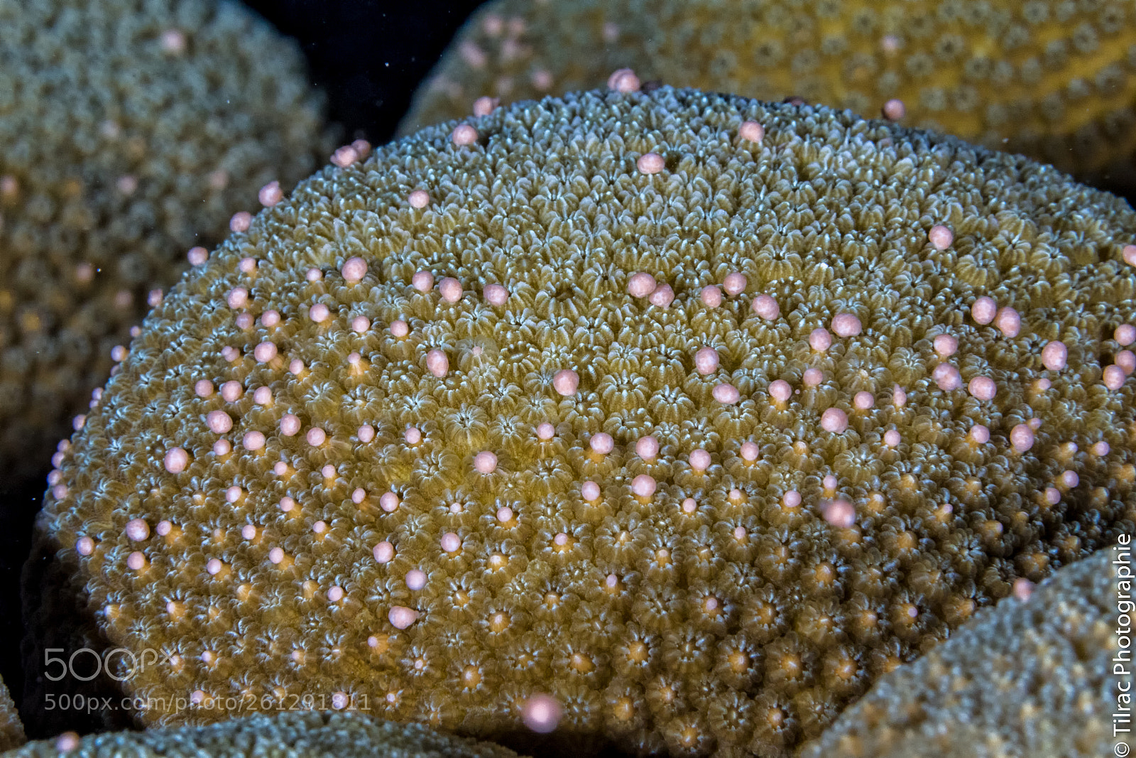 Canon EOS 7D Mark II sample photo. Ponte du corail photography