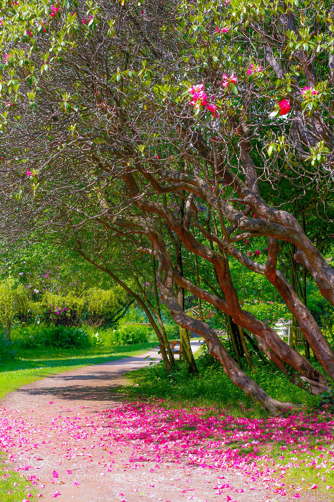 Canon EOS 7D sample photo. Fallen blossom photography