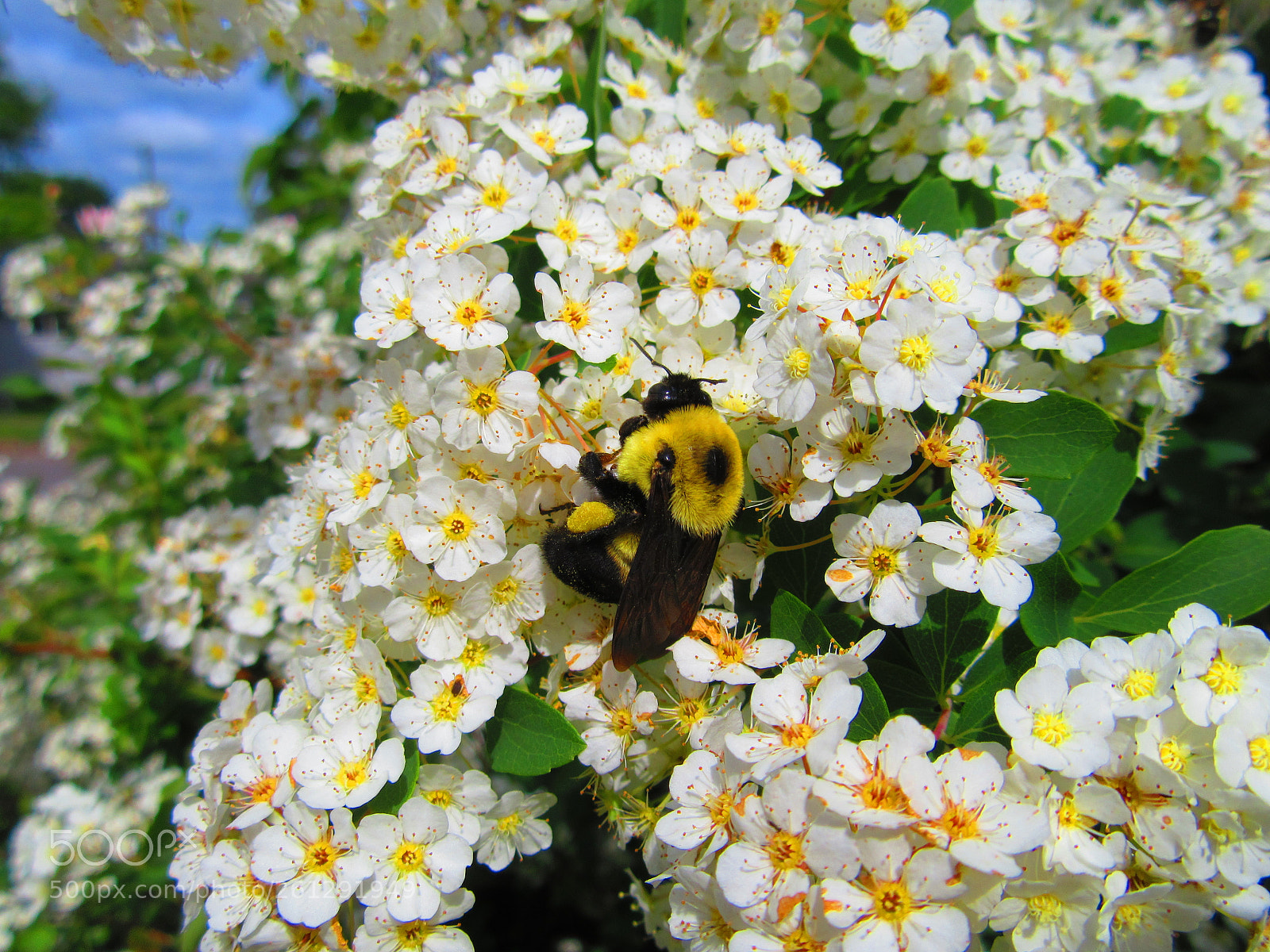 Canon PowerShot SX610 HS sample photo. Bee on flowers photography