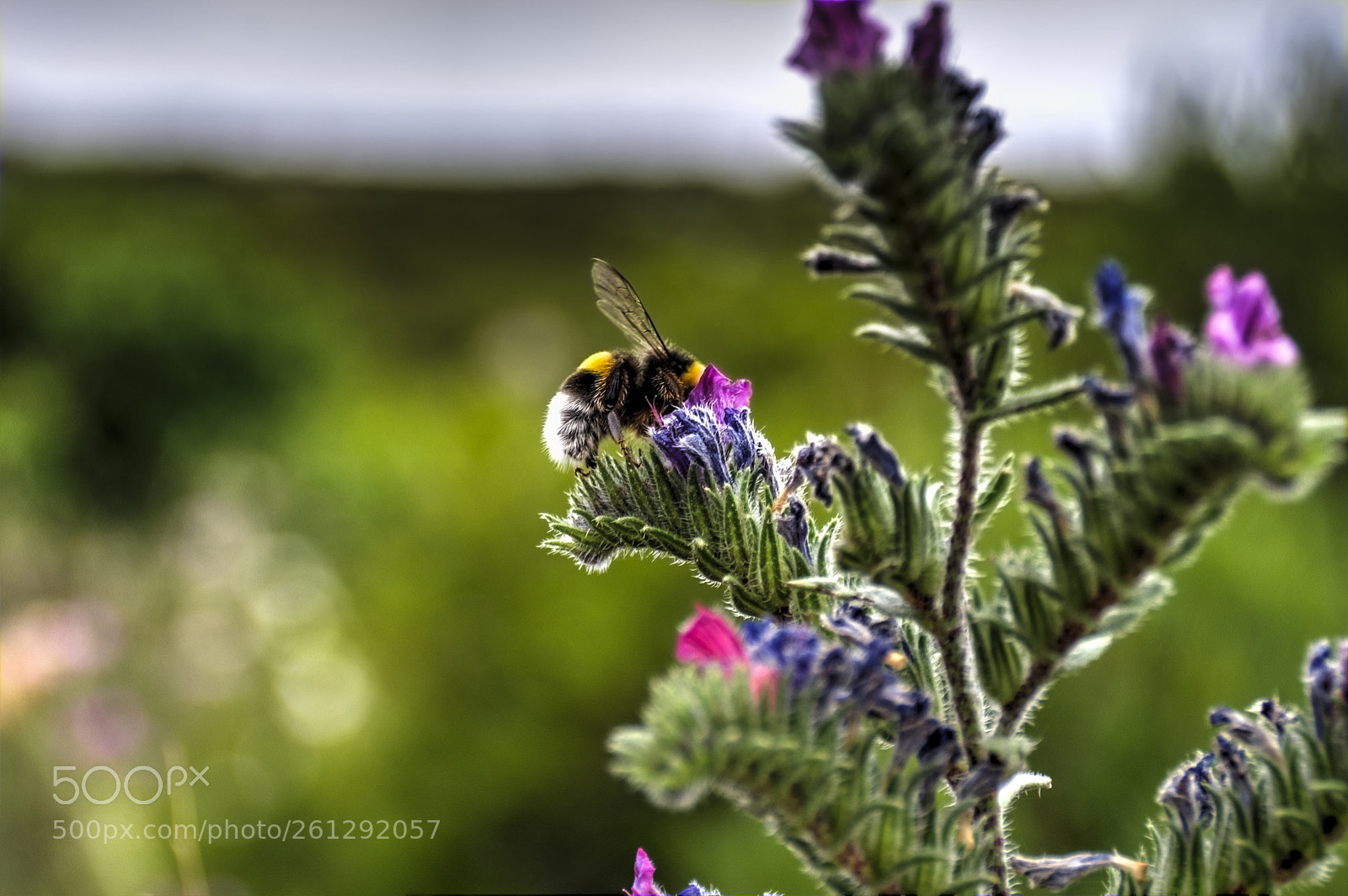 Nikon D3200 sample photo. Flor em flor photography