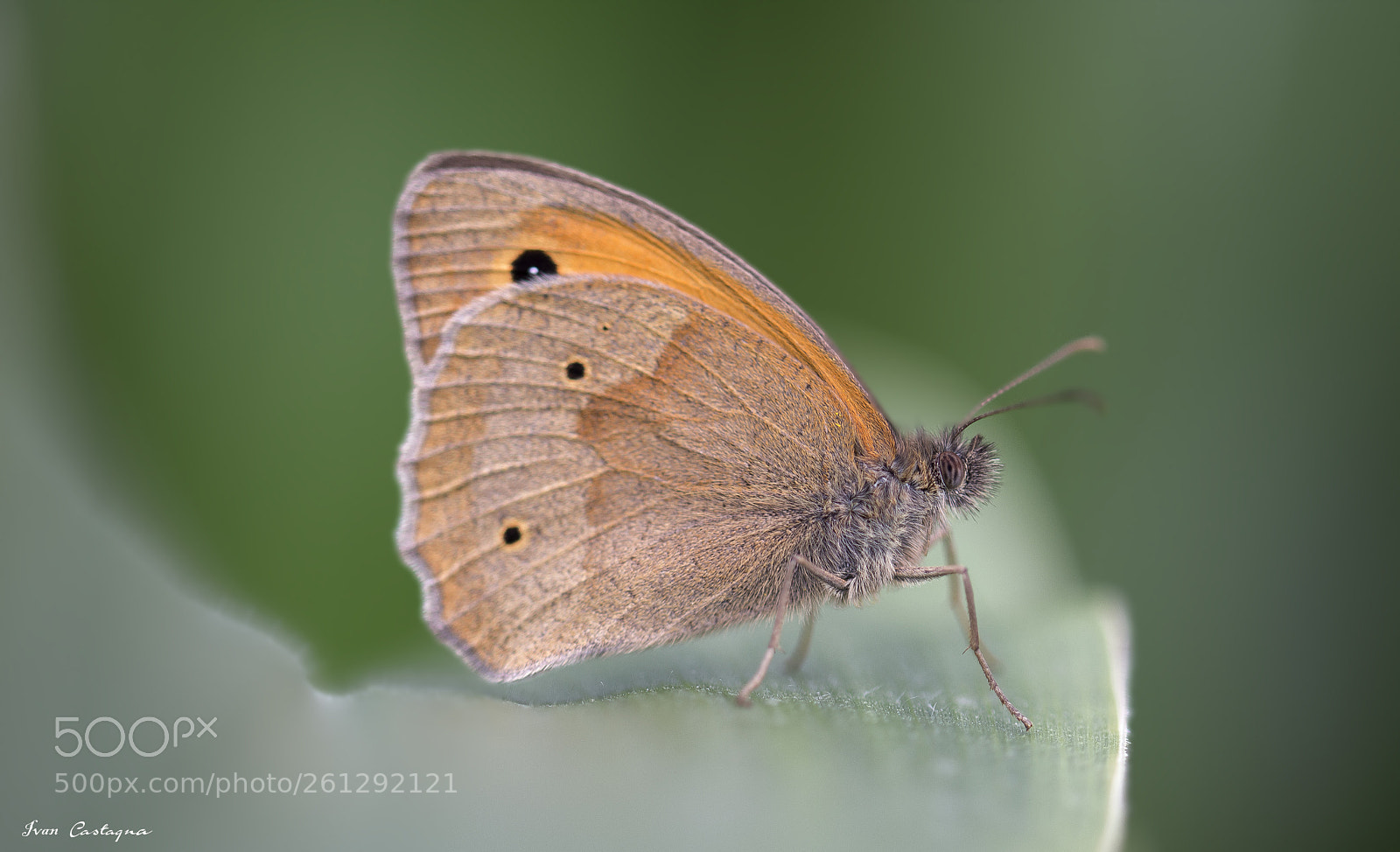 Nikon D7200 sample photo. Butterfly photography
