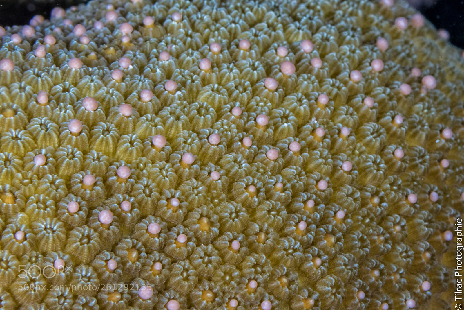 Canon EOS 7D Mark II sample photo. Reproduction du corail photography