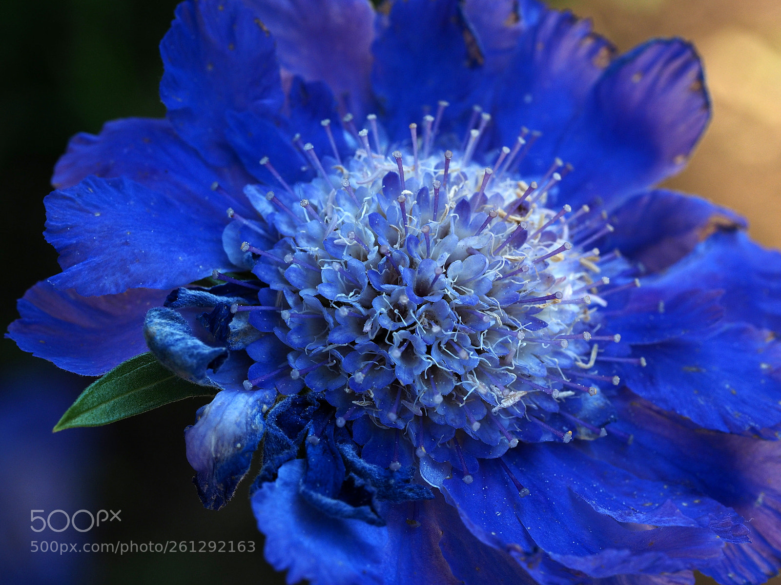 Olympus OM-D E-M1 sample photo. Blue scabiosa photography