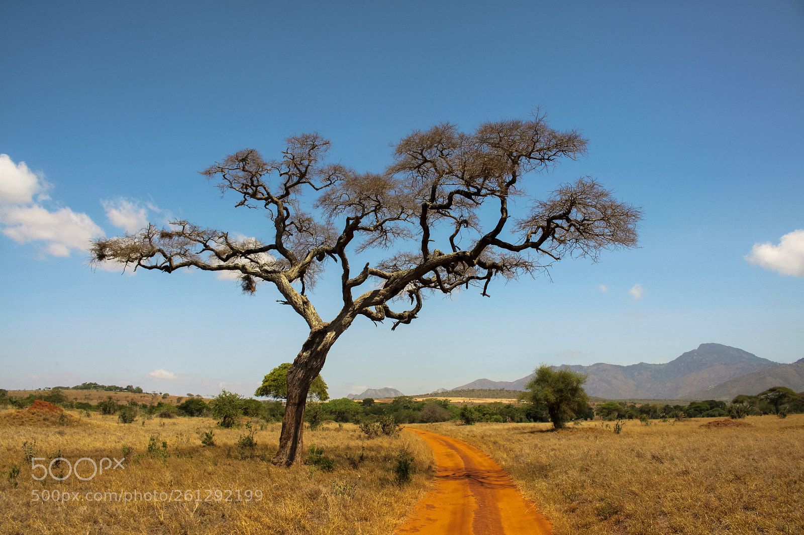 Canon EOS 50D sample photo. Safari drzewo (of ) photography