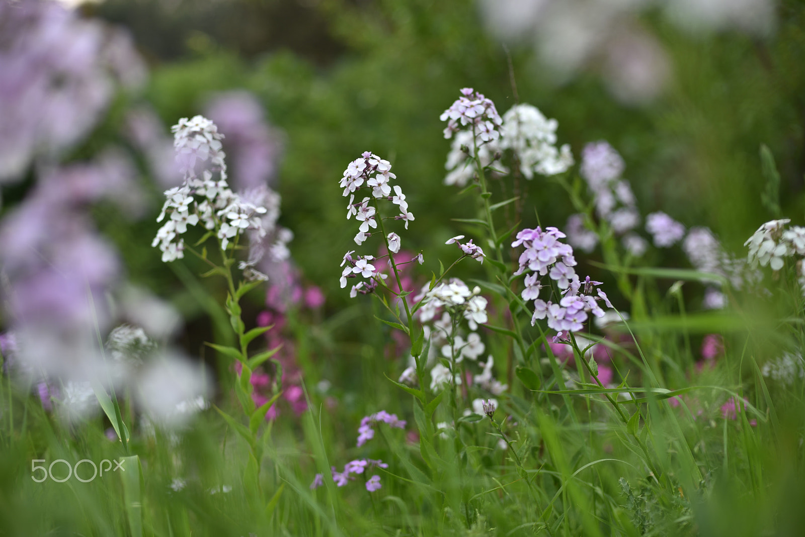 Nikon AF Nikkor 50mm F1.4D sample photo. View through the meadow photography