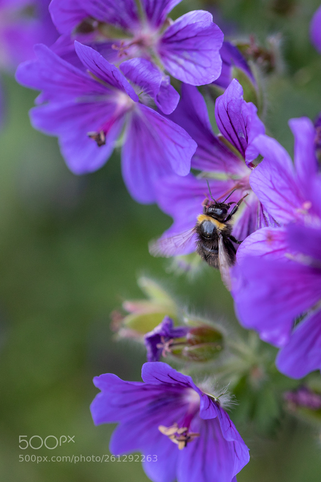 Canon EOS 5D Mark IV sample photo. The beesknees photography