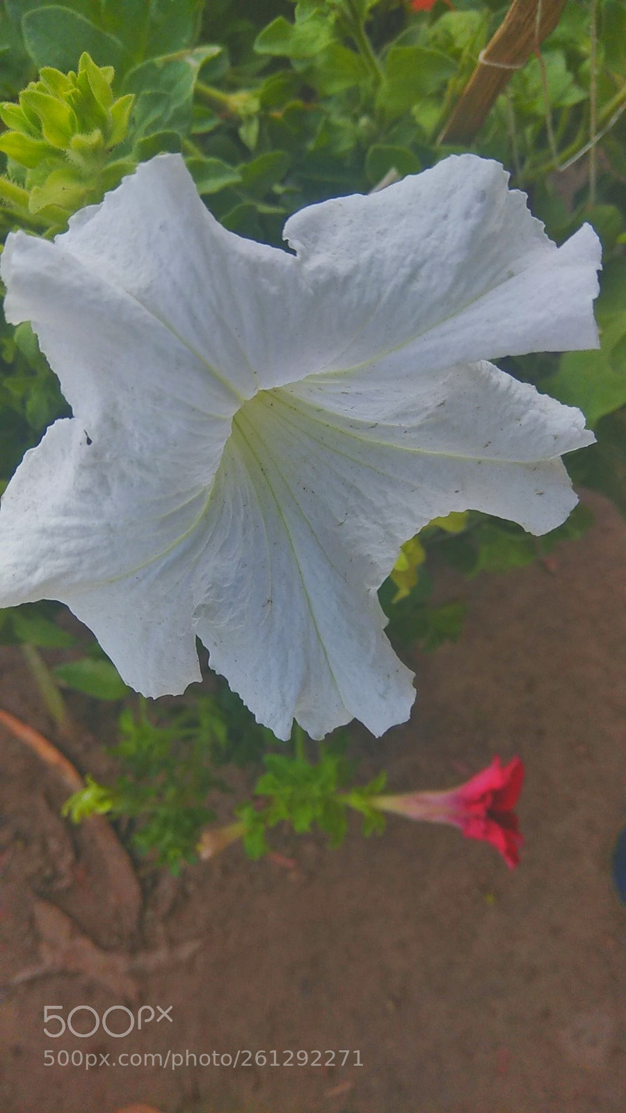 Xiaomi Redmi Note 4 sample photo. Untitled photography