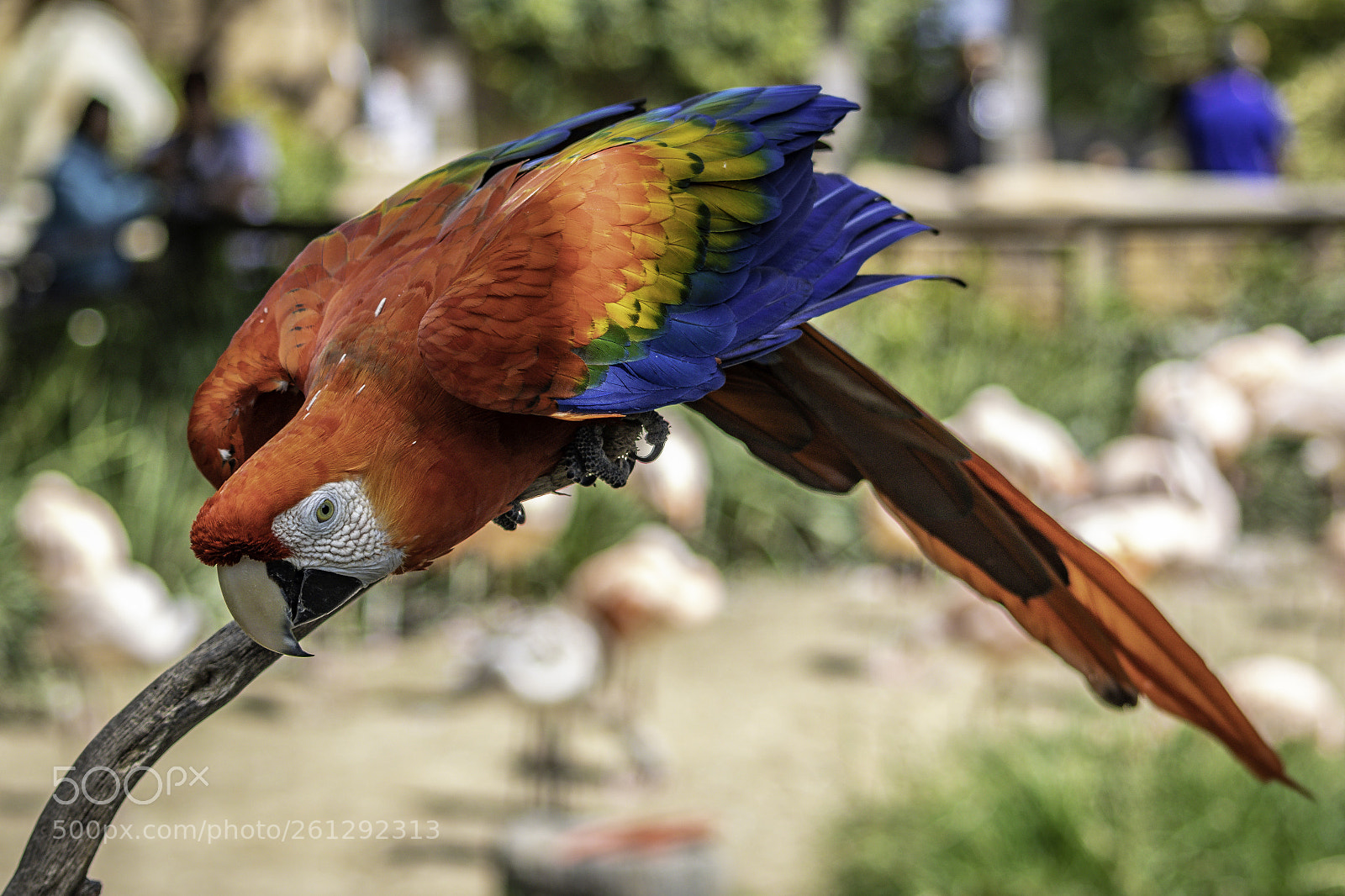 Canon EOS 80D sample photo. 2018-04-08 santa barbara zoo photography
