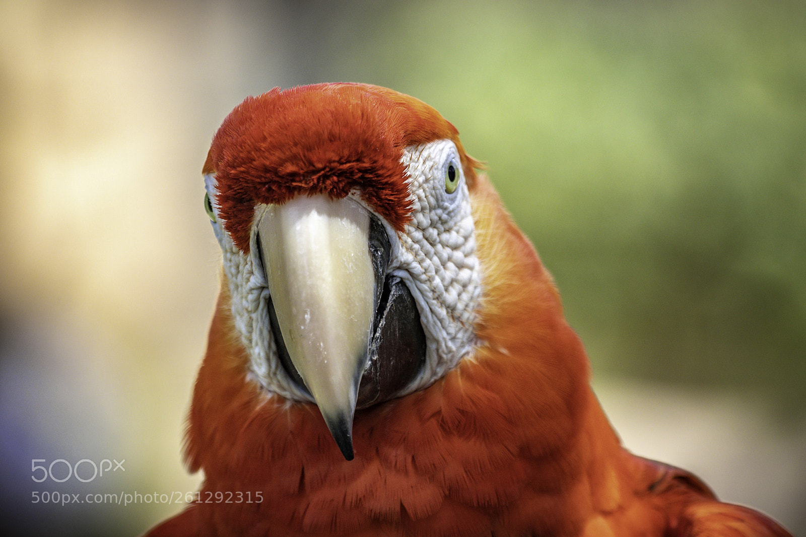 Canon EOS 80D sample photo. 2018-04-08 santa barbara zoo photography