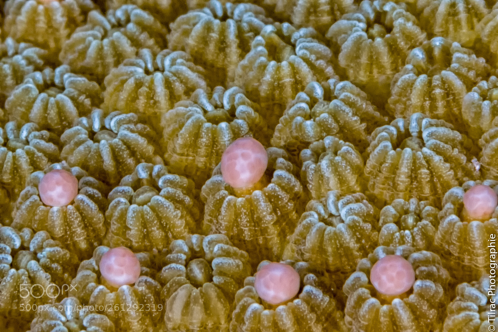 Canon EOS 7D Mark II sample photo. Reproduction du corail photography