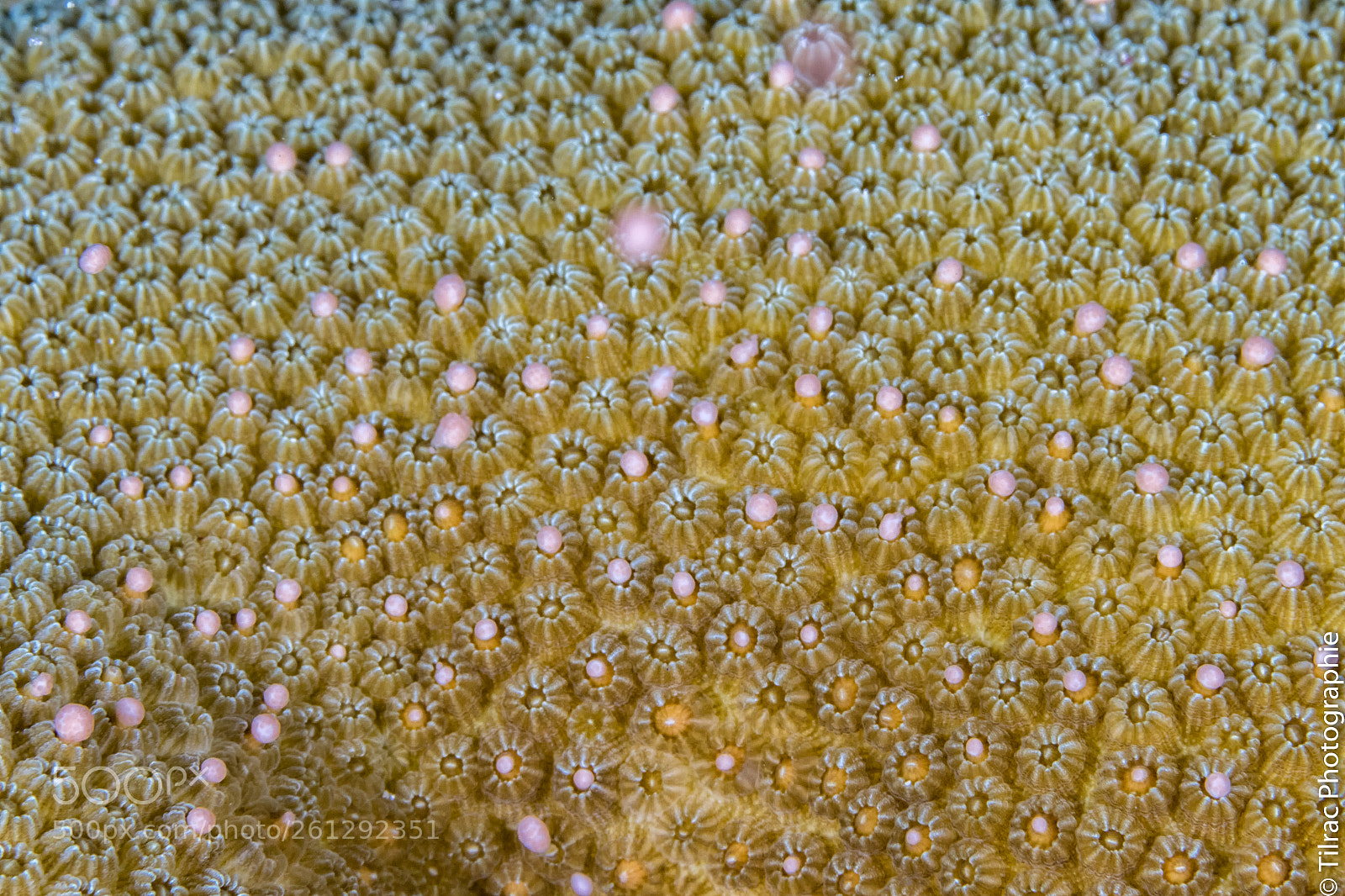Canon EOS 7D Mark II sample photo. Coral reproduction photography