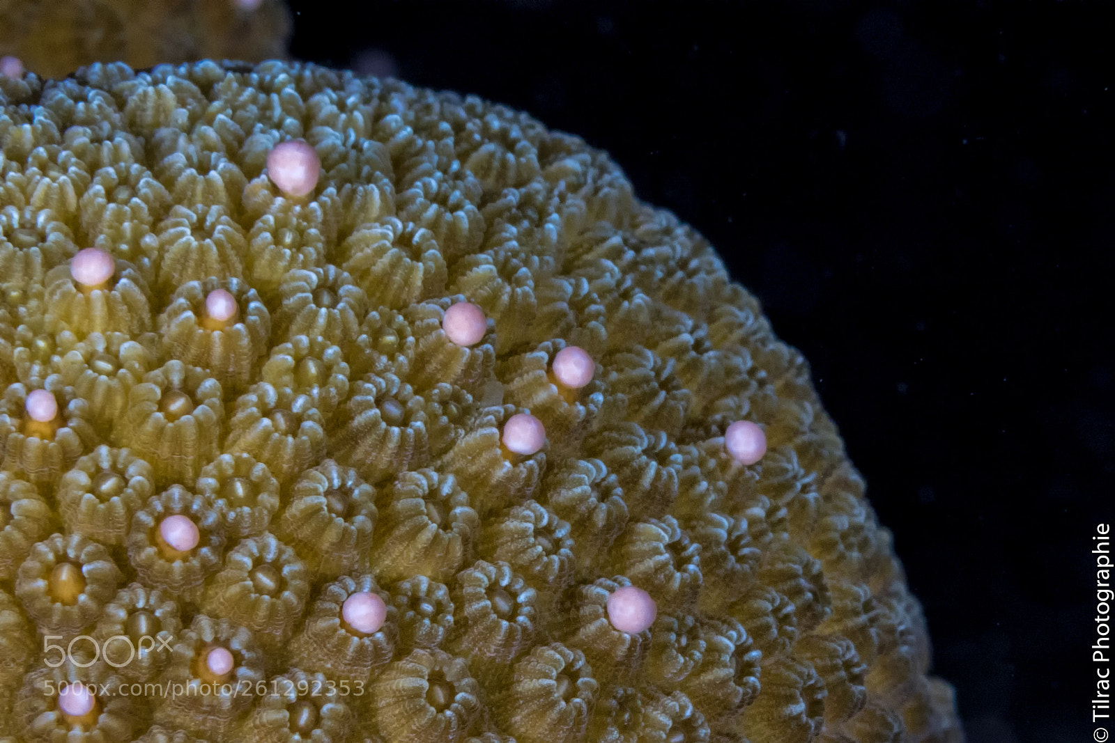 Canon EOS 7D Mark II sample photo. Coral reproduction photography