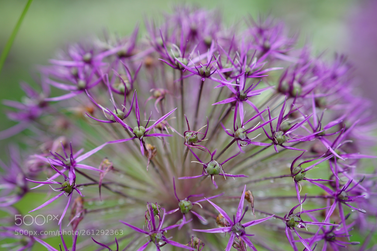 Sony a6000 sample photo. Giant allium photography