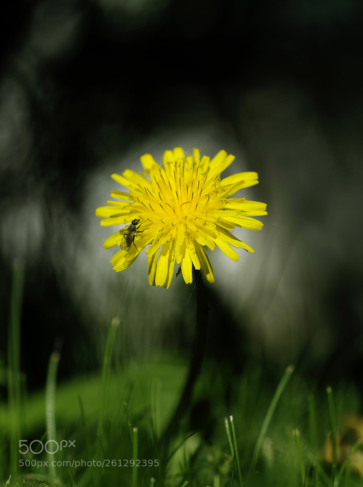 Pentax K-1 sample photo. Trap photography