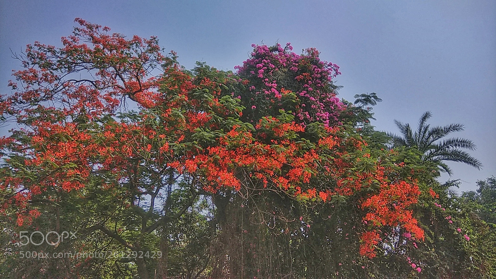 Xiaomi Redmi Note 4 sample photo. Untitled photography