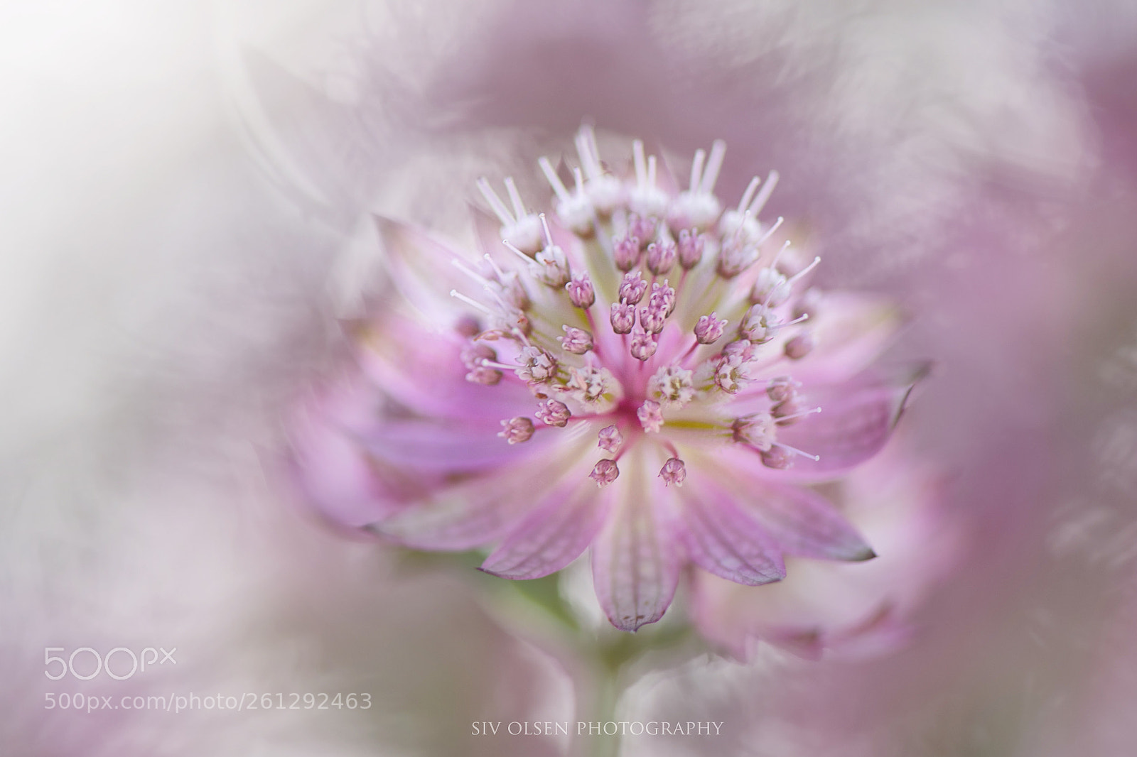 Nikon D500 sample photo. ~ astrantia ~ photography