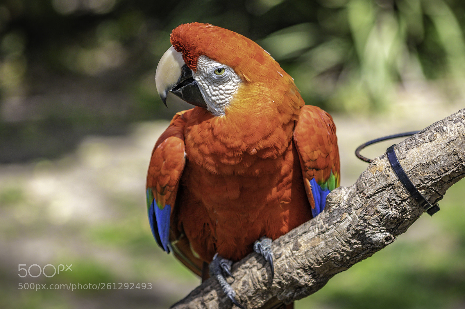 Canon EOS 80D sample photo. 2018-04-08 santa barbara zoo photography