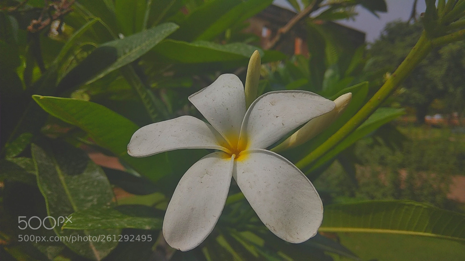 Xiaomi Redmi Note 4 sample photo. Untitled photography