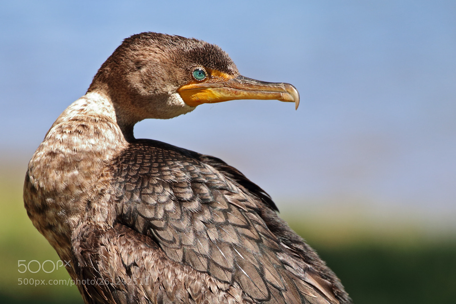 Canon EOS 70D sample photo. Cormorant photography