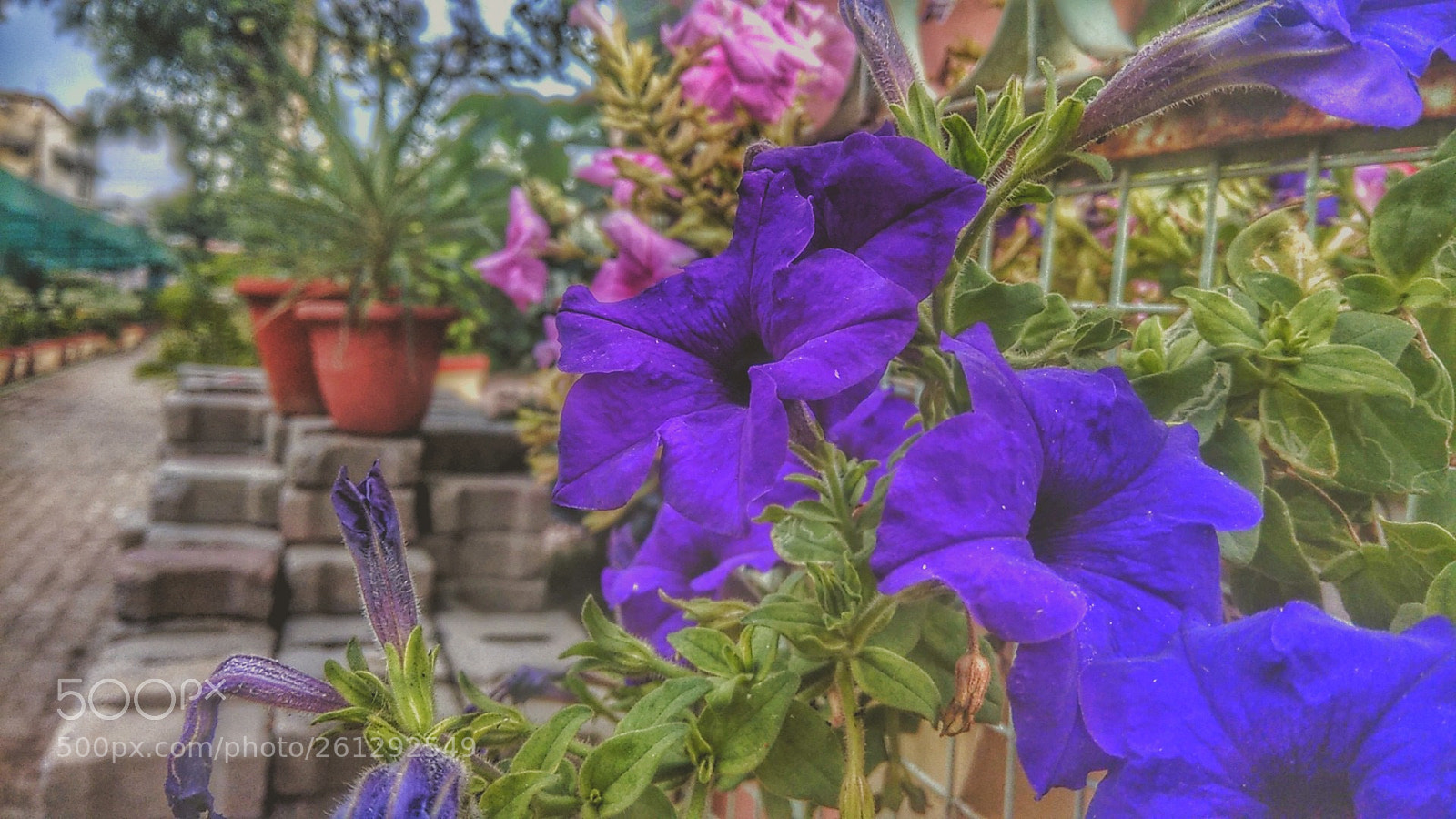 Xiaomi Redmi Note 4 sample photo. Untitled photography