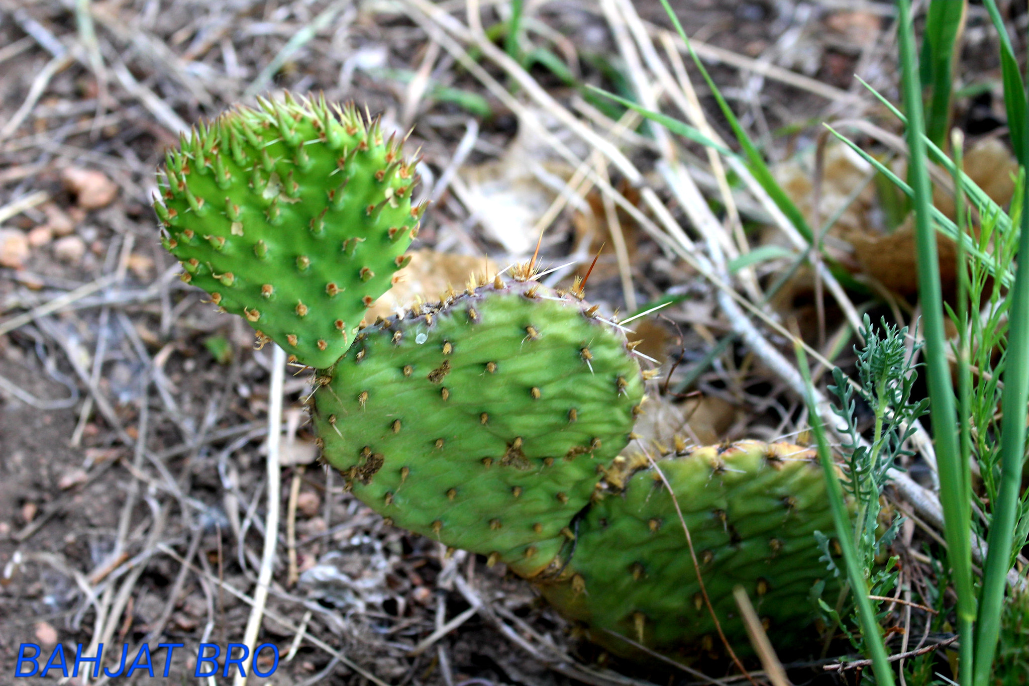 Canon EOS 100D (EOS Rebel SL1 / EOS Kiss X7) sample photo. Chain of baby cactus 😍😍 photography