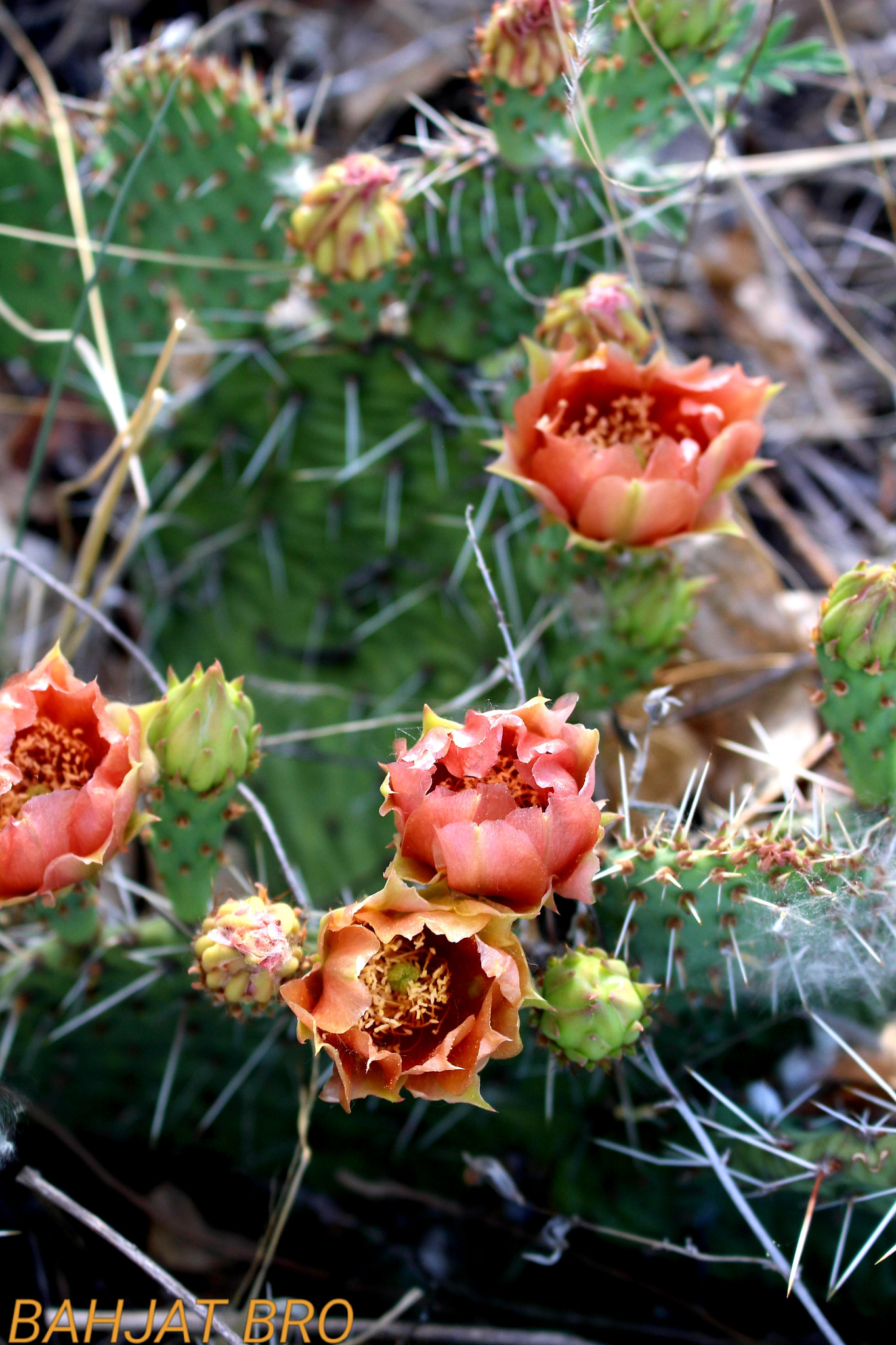 Canon EOS 100D (EOS Rebel SL1 / EOS Kiss X7) sample photo. Cactus flowers photography