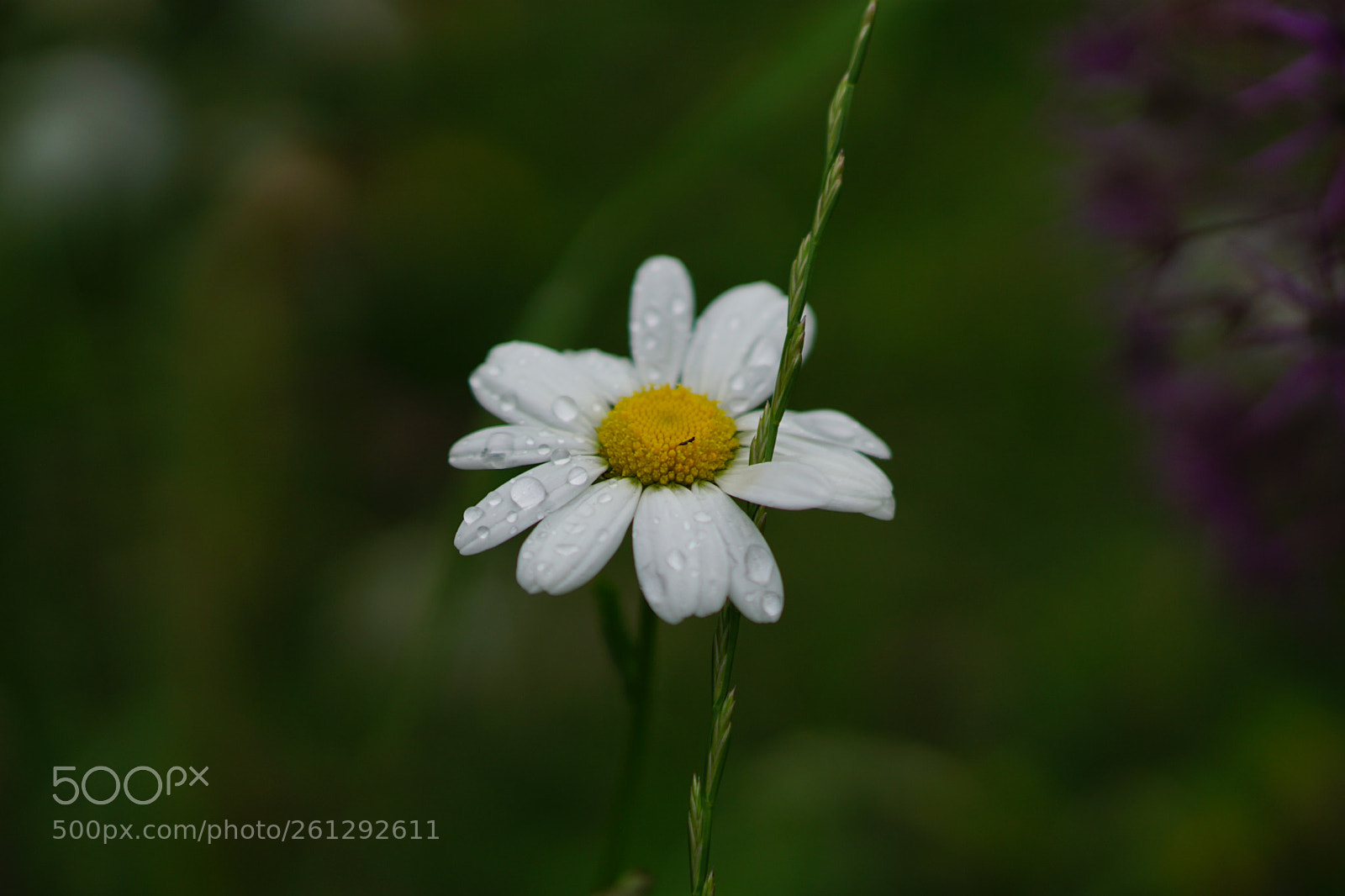 Sony a6000 sample photo. White through photography