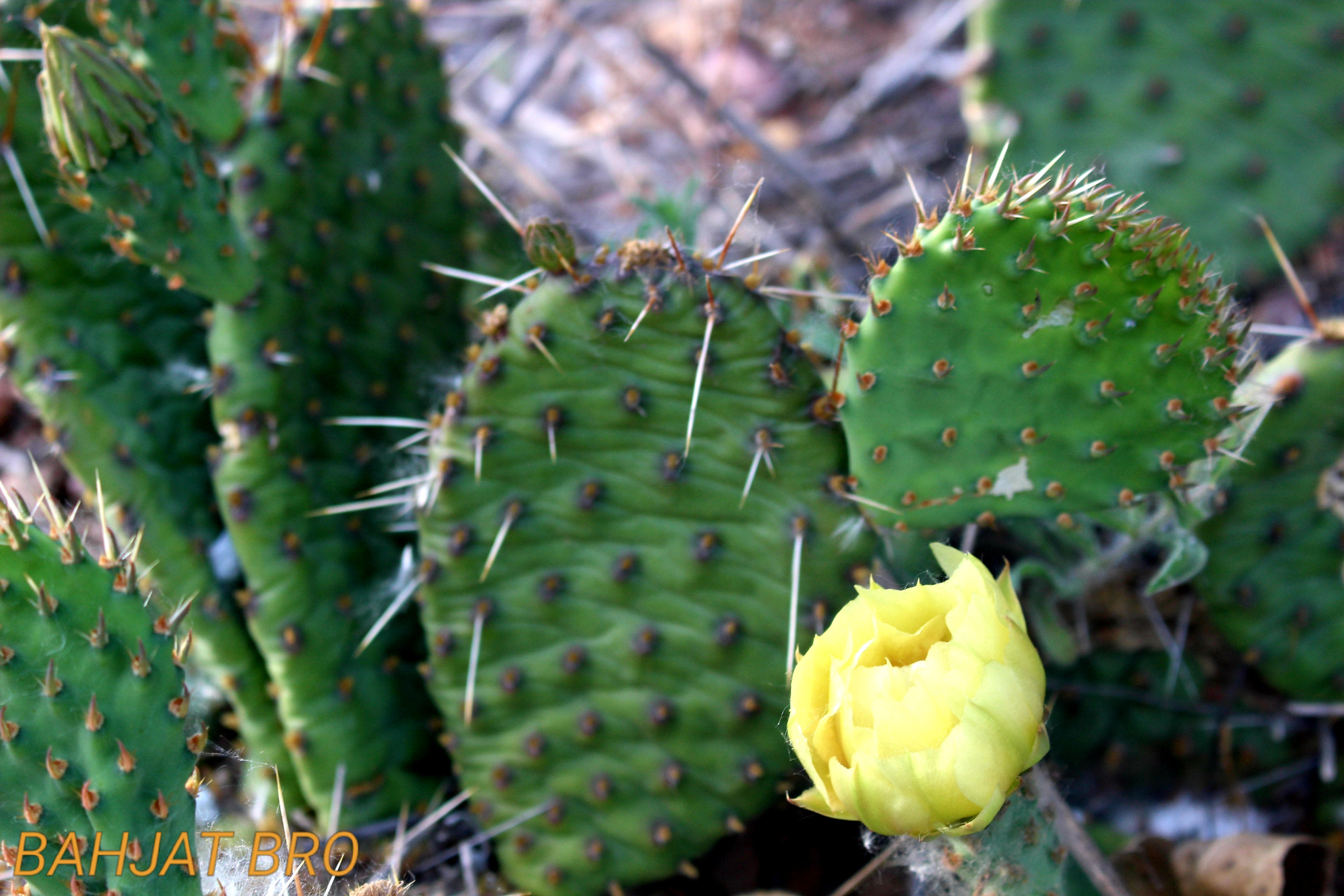 Canon EOS 100D (EOS Rebel SL1 / EOS Kiss X7) sample photo. Yellow cactus flowers photography