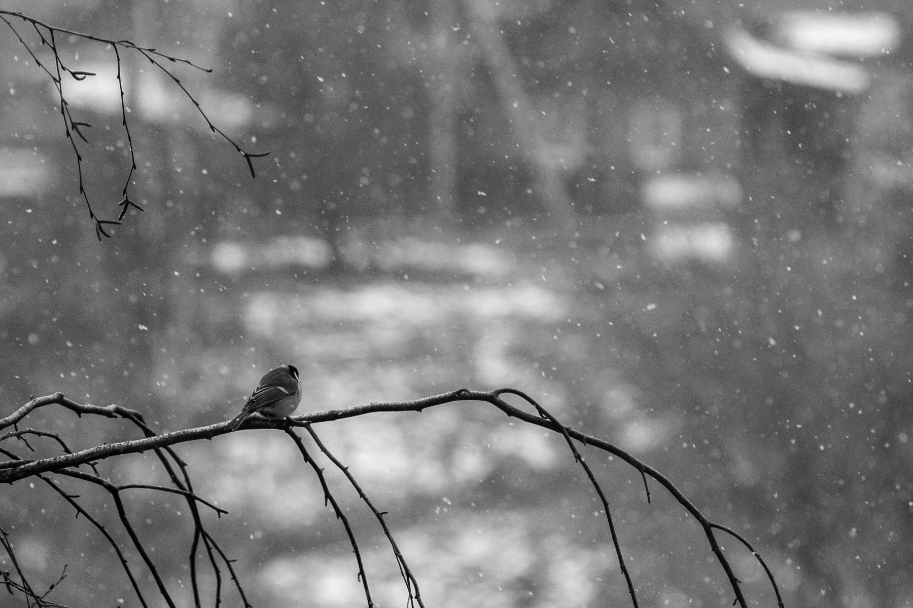 Fujifilm X-E1 sample photo. Sad bird photography