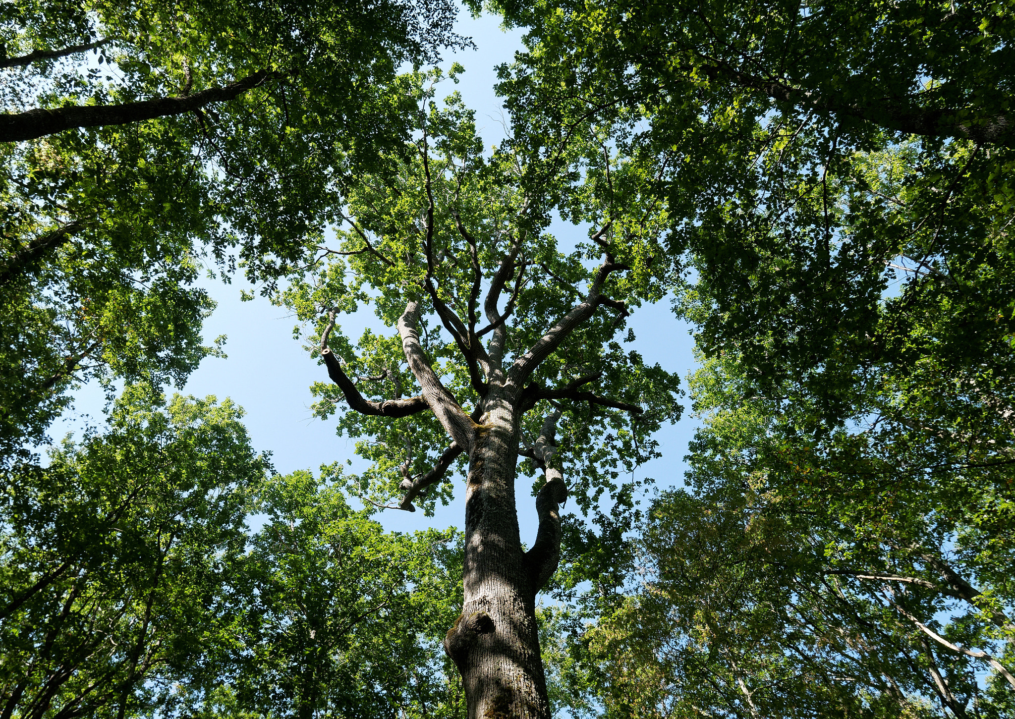 Panasonic Lumix DMC-G7 sample photo. Forêt de tronçais allier photography