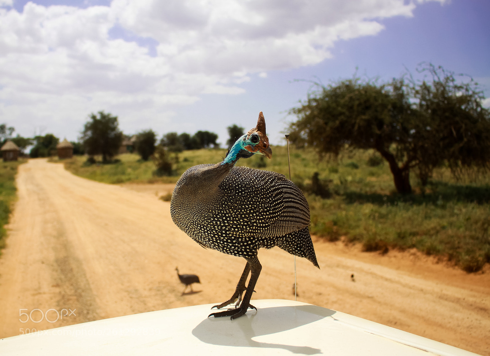 Canon EOS 50D sample photo. Safari bird (of ) photography
