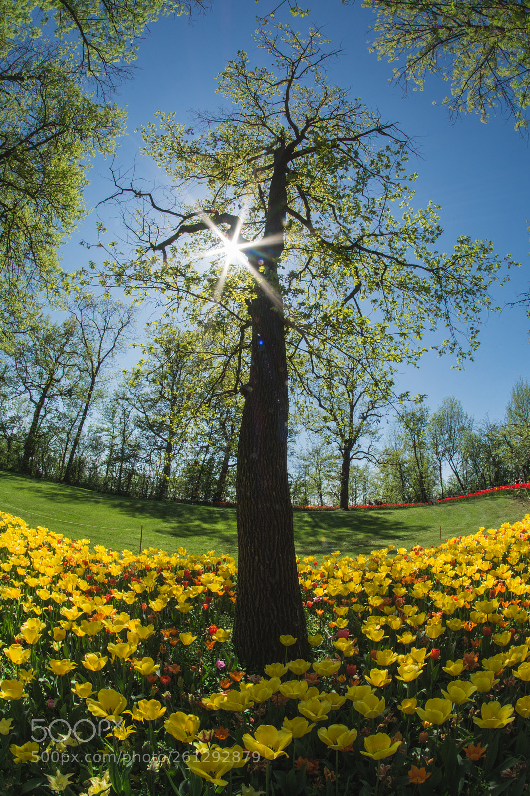 Nikon D7100 sample photo. "tulip road", 2018. photography