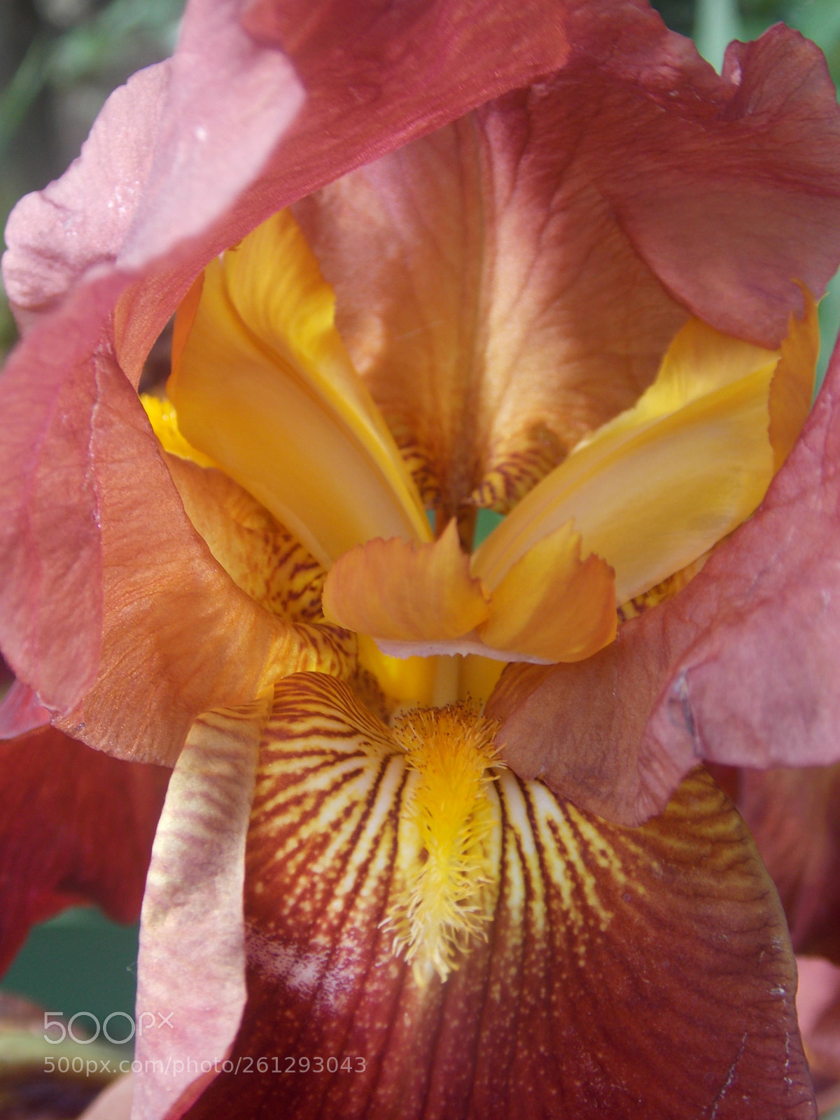 Nikon Coolpix L810 sample photo. Inside an iris photography