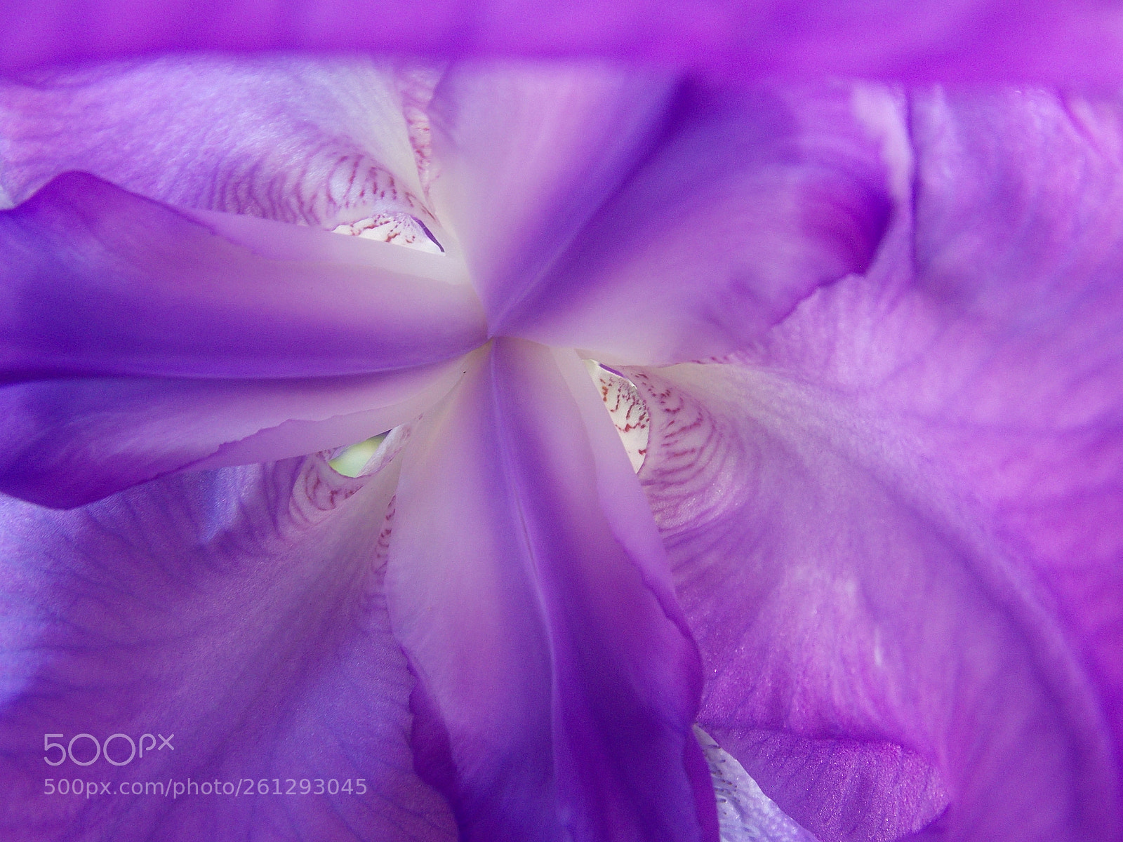 Nikon Coolpix L810 sample photo. Inside an iris photography