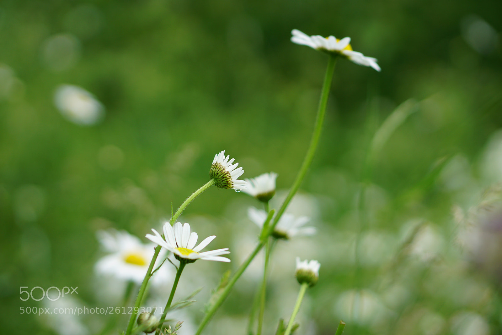 Sony a6000 sample photo. Mayweed photography