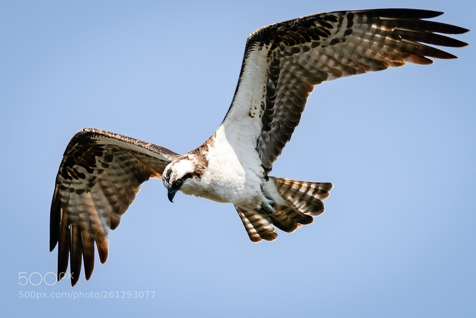 Nikon D800 sample photo. Hunting photography