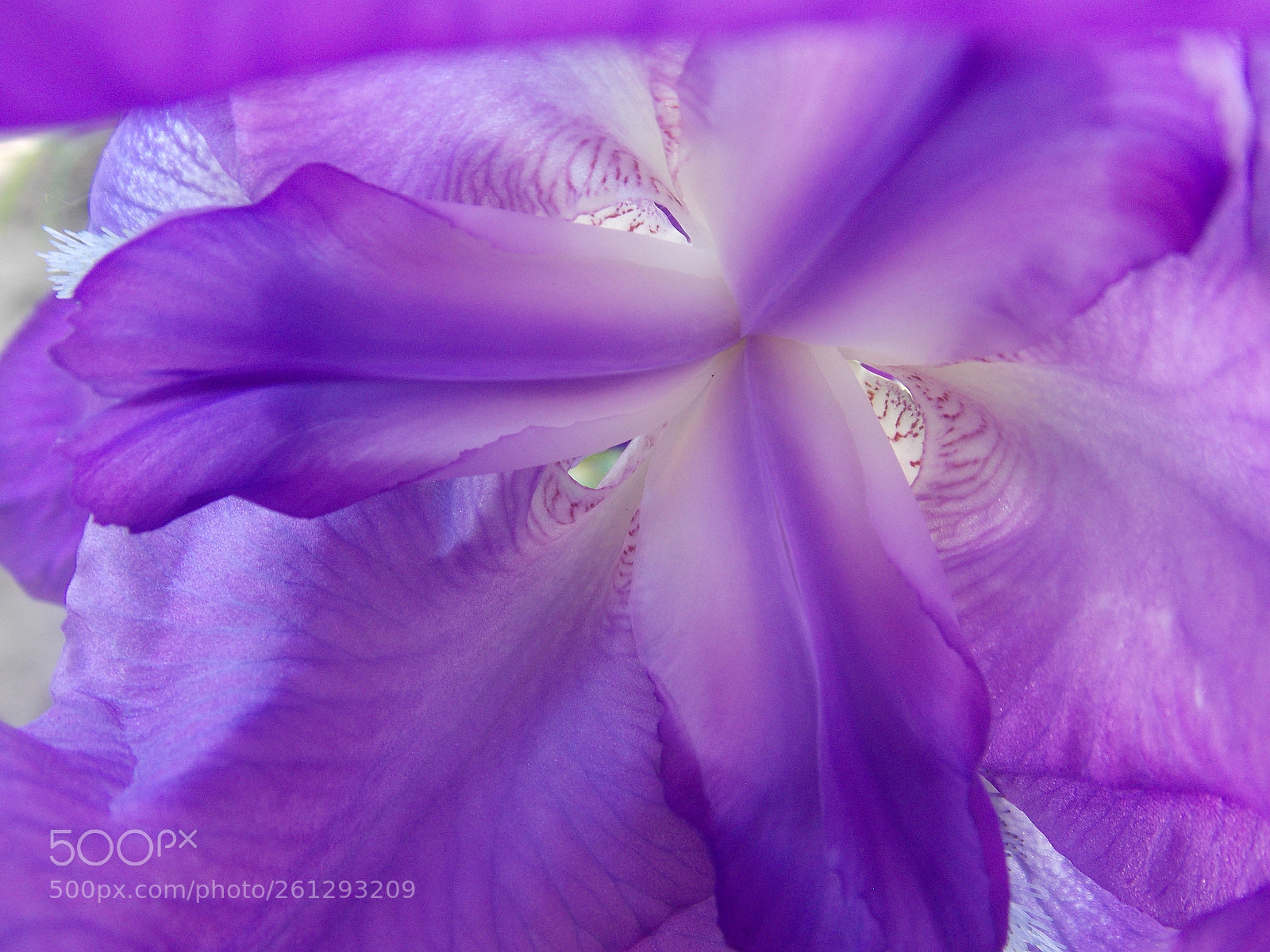 Nikon Coolpix L810 sample photo. Inside an iris photography