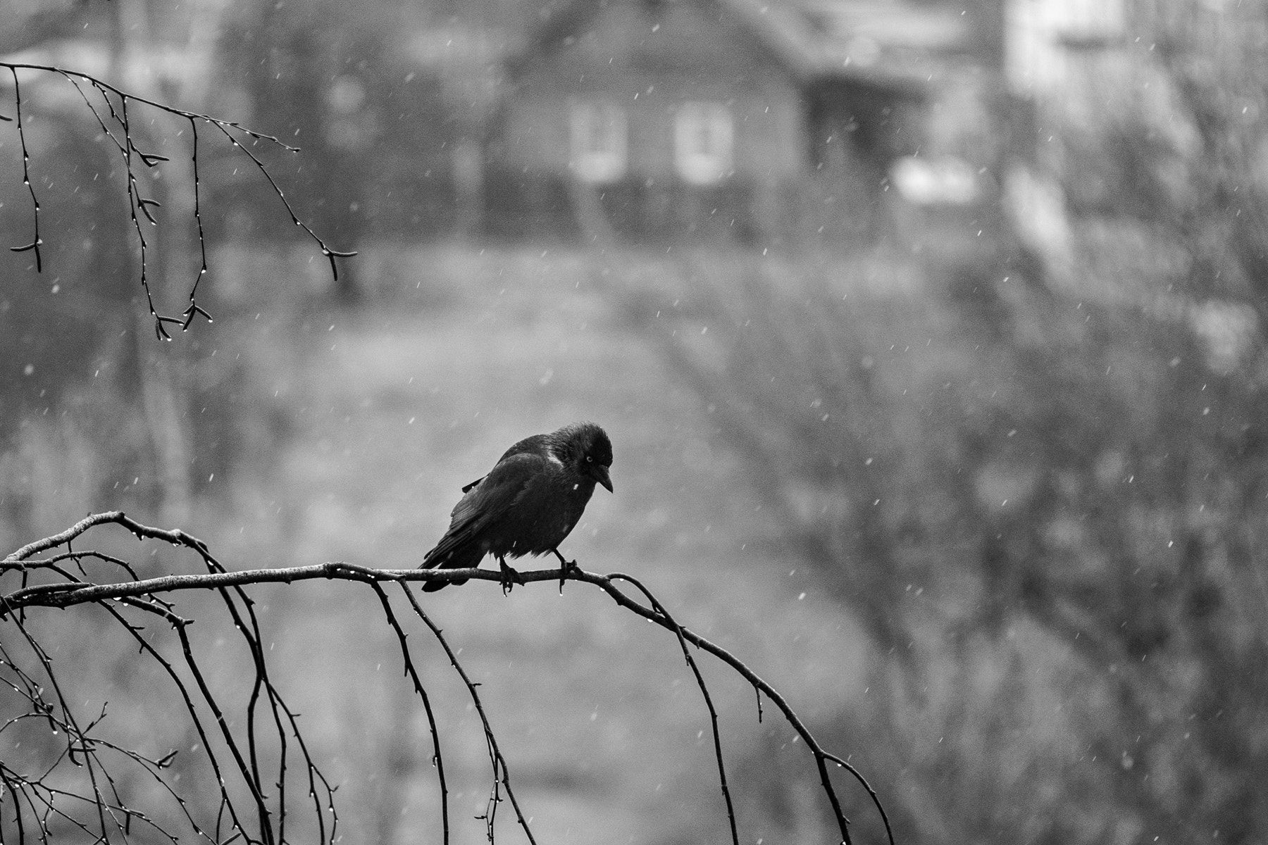 Fujifilm X-E1 sample photo. Sad bird. part 2 photography