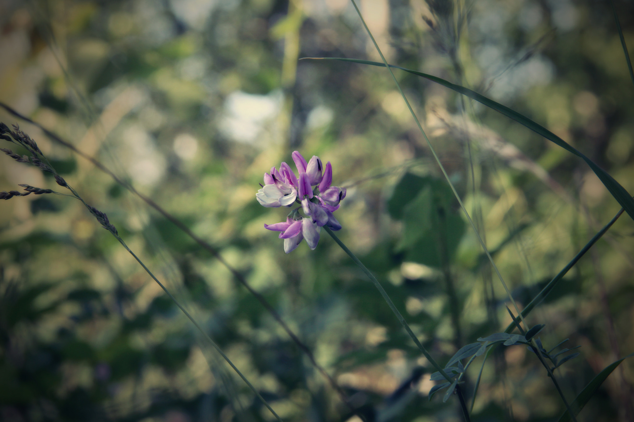 Canon EF-S 17-85mm F4-5.6 IS USM sample photo. Flower photography