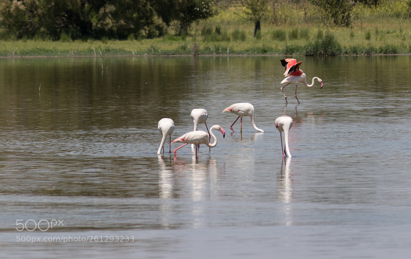 Canon EOS 77D (EOS 9000D / EOS 770D) sample photo. Flamencos photography