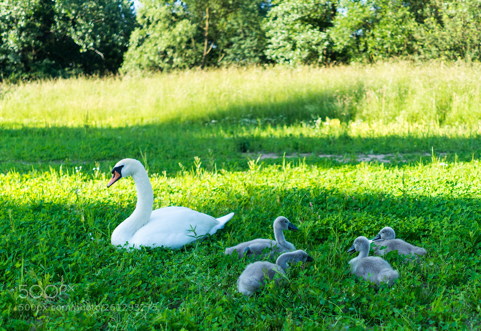 Sony a7 II sample photo. Swan family photography