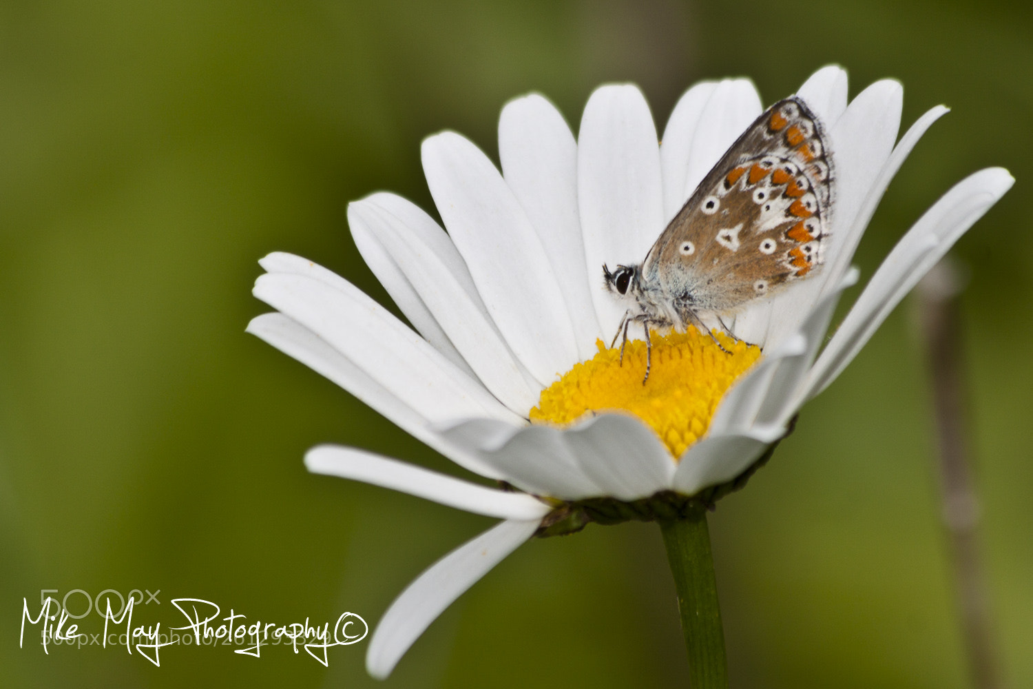 Canon EOS 50D sample photo. The butterfly and the photography