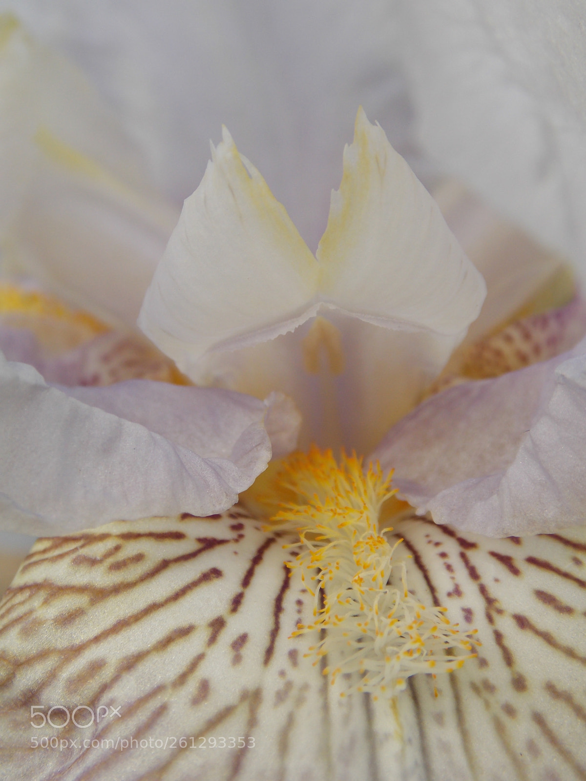 Nikon Coolpix L810 sample photo. Inside an iris photography