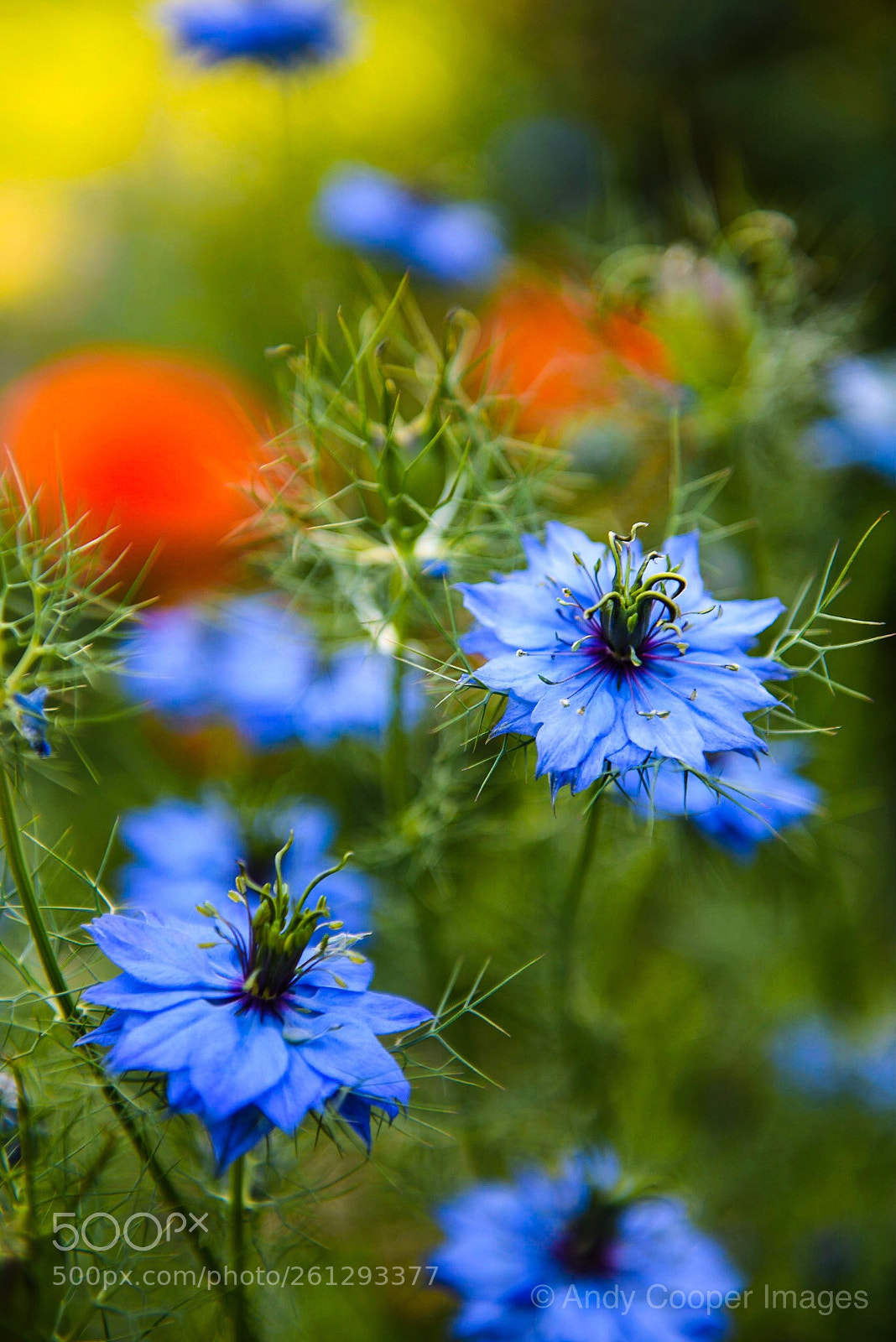 Nikon D810 sample photo. Floral blue photography