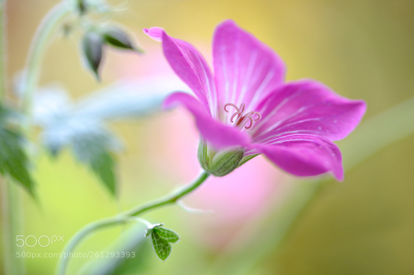 Canon EOS 7D sample photo. Cranesbill photography