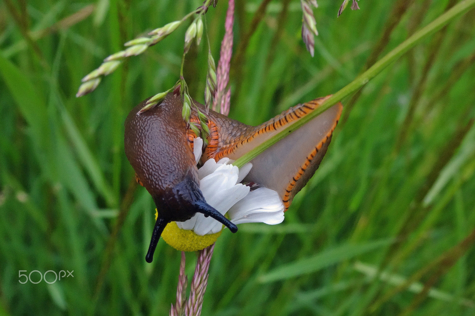 Sony Cyber-shot DSC-WX300 sample photo. Dusky arion on a daisy photography