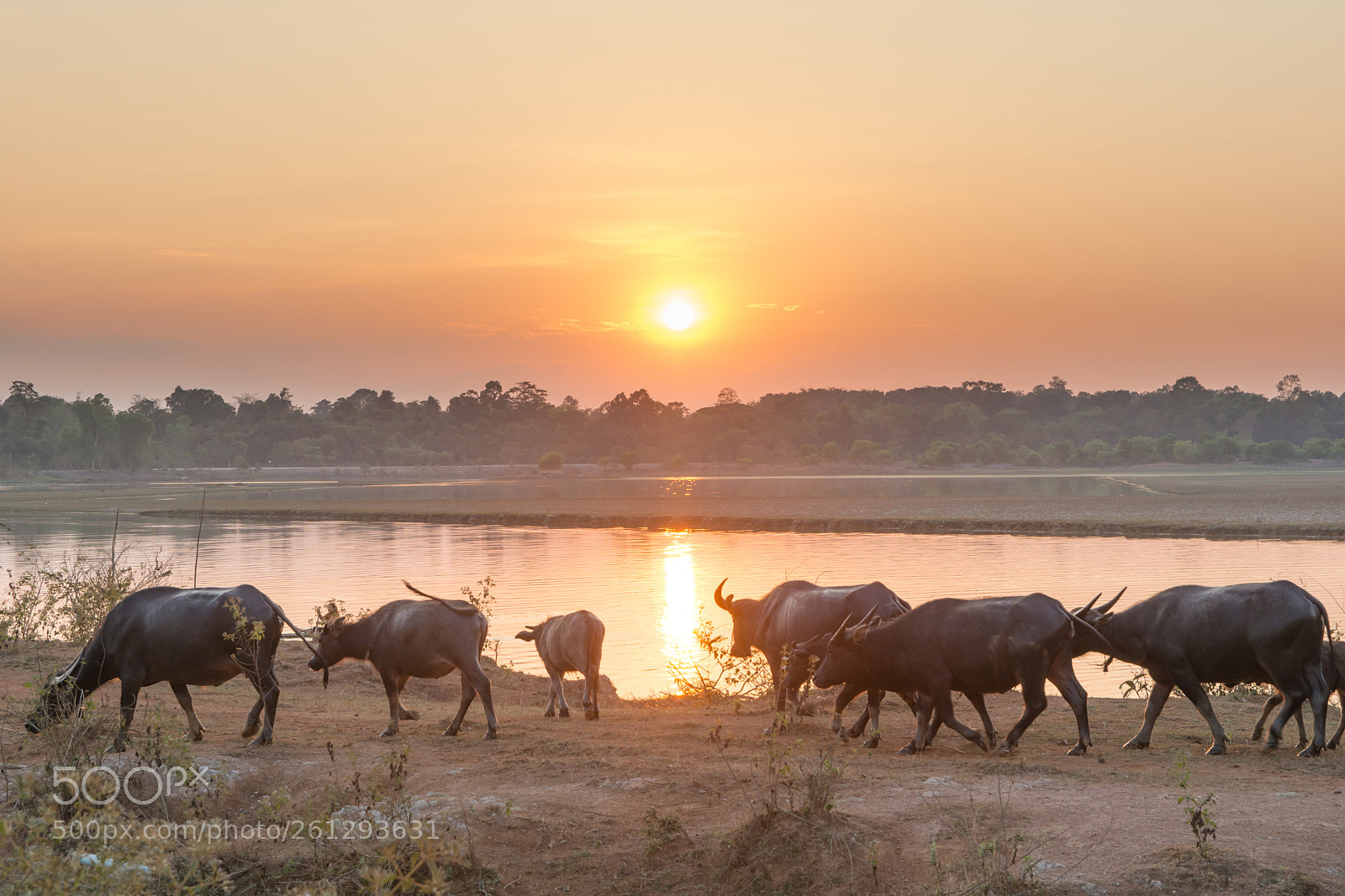 Nikon D7100 sample photo. Buffalo walking riverside and photography